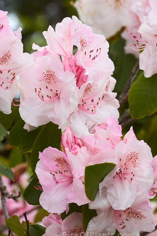 <i>Rhododendron</i> 'Mother of Pearl', a sport of the very popular 'Pink Pearl', raised by Waterer of England in 1925. It has large flowers and lush foliage with a fairly compact habit. Order: Ericales, Family: Ericaceae