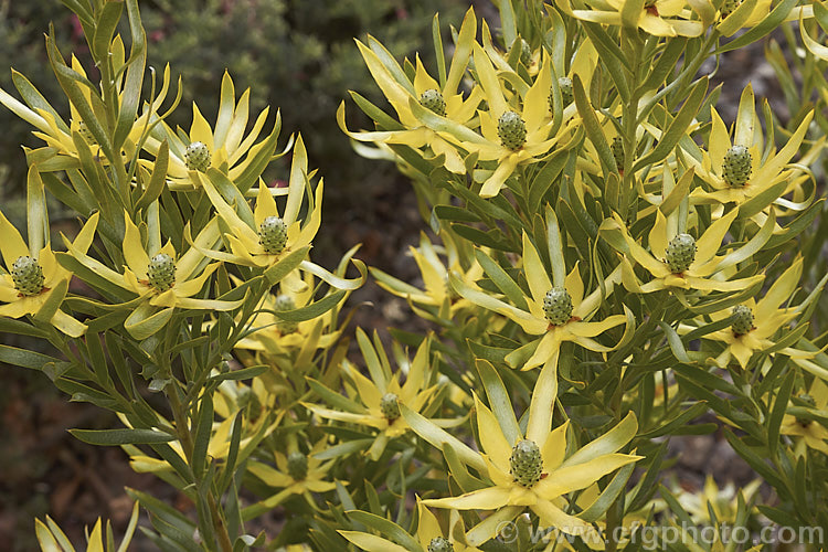 Leucadendron 'Pisa', a cultivar or hybrid of Leucadendron floridum grown for its fine soft foliage that is covered with silvery hairs. It can grow to 24m tall but is usually kept cut back to encourage dense foliage growth. The flower cones are surrounded by yellow bracts but the plant is not principally grow for the flowers but for its form and foliage. leucadendron-2138htm'>Leucadendron.