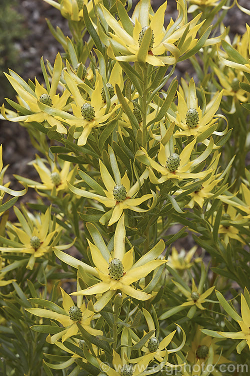 Leucadendron 'Pisa', a cultivar or hybrid of Leucadendron floridum grown for its fine soft foliage that is covered with silvery hairs. It can grow to 24m tall but is usually kept cut back to encourage dense foliage growth. The flower cones are surrounded by yellow bracts but the plant is not principally grow for the flowers but for its form and foliage. leucadendron-2138htm'>Leucadendron.