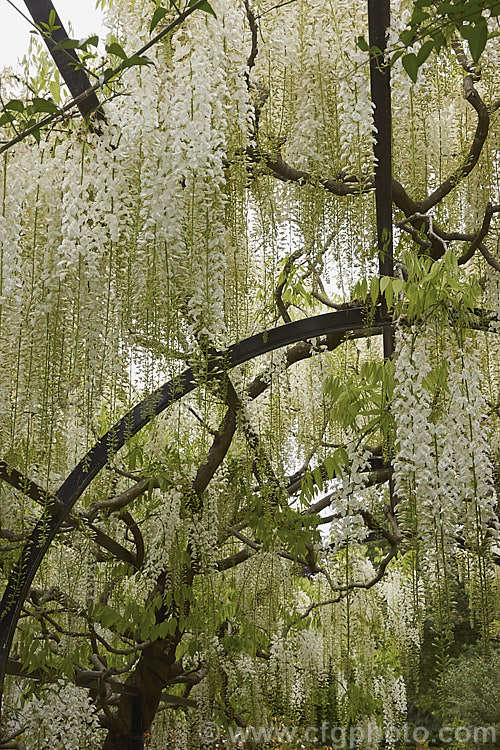 Wisteria floribunda 'Shiro. Noda', a white-flowered form of Japanese Wisteria distinguished from Chinese Wisteria (<i>Wisteria sinensis</i>) by its clockwise twining stems and by usually being more fully in leaf when in flower. wisteria-2308htm'>Wisteria.
