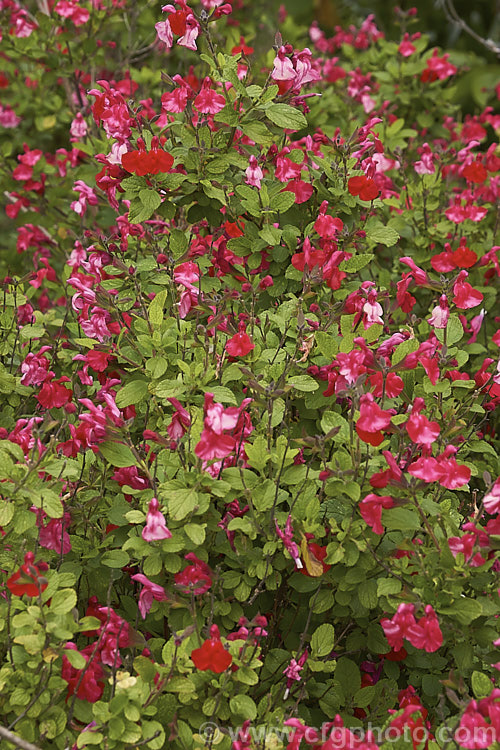 Salvia microphylla var. neurepia, a near-evergreen shrubby herb native to Mexico. Flowering throughout the warmer months, var. neurepia is taller and has larger flower spikes than the species. Order: Lamiales, Family: Lamiaceae