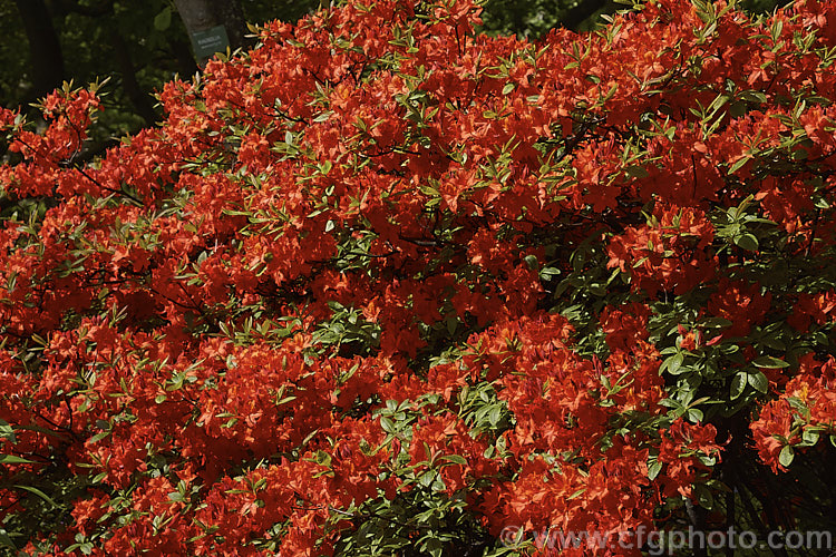 Rhododendron (deciduous azalea</i>) 'Dorothy Corston', a Knap. Hill azalea that was introduced in 1967. It grows to around 3m high x 4m wide