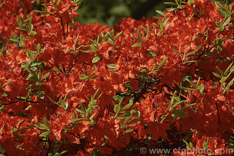 Rhododendron (deciduous azalea</i>) 'Dorothy Corston', a Knap. Hill azalea that was introduced in 1967. It grows to around 3m high x 4m wide