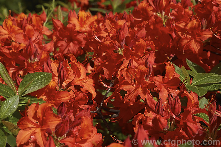 Rhododendron (deciduous azalea</i>) 'Dorothy Corston', a Knap. Hill azalea that was introduced in 1967. It grows to around 3m high x 4m wide