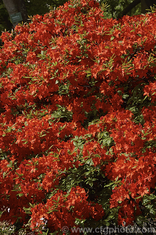 Rhododendron (deciduous azalea</i>) 'Dorothy Corston', a Knap. Hill azalea that was introduced in 1967. It grows to around 3m high x 4m wide
