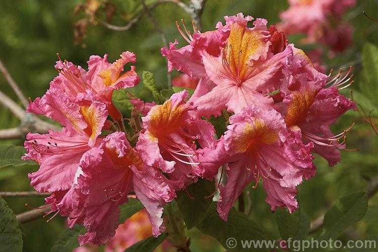 Rhododendron (deciduous azalea</i>) 'Neyron Rose', a hybrid of uncertain origin — probably New Zealand -raised