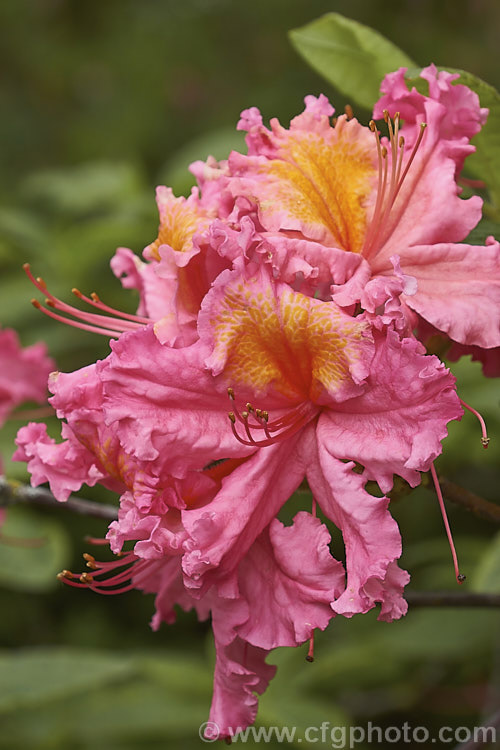Rhododendron (deciduous azalea</i>) 'Neyron Rose', a hybrid of uncertain origin — probably New Zealand -raised
