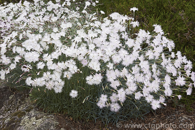 Dianthus plumarius 'White Lace', a cultivar of the Border. Pink with pure white flowers that are strongly fragrant and which have deeply pinked petal edges. dianthus-2041htm'>Dianthus. Order: Caryophyllales, Family: Caryophyllaceae