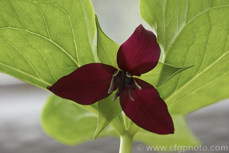 Stinking Benjamin, Red Trillium or Purple Trillium (<i>Trillium erecta</i>), a late spring-flowering. North American perennial. The flowers may stand erect among the foliage, though often they droop over. As the common name indicates, the flowers have an unpleasant scent, though it is usually quite faint. trillium-2304htm'>Trillium. <a href='melanthiaceae-plant-family-photoshtml'>Melanthiaceae</a>.