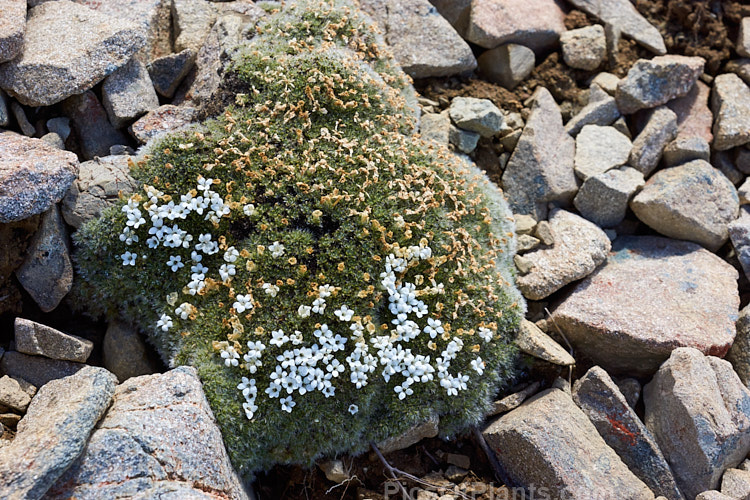 <i>Veronica pulvinaris</i> (syns. <i>Pygmaea pulvinaris</i>, <i>Chionohebe pulvinaris</i>), a compact cushion-forming subshrub with densely crowded, minute, hairy leaves. In spring, it is studded with tiny white flowers. It occurs in the mountains of Nelson, Marlborough and Canterbury at elevations from 1400 to 1900m. Order: Lamiales, Family: Plantaginaceae