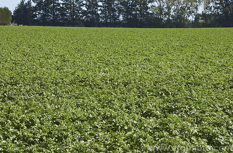 White Mustard (<i>Sinapis alba [syn. Brassica alba]), an annual native to Europe and the Mediterranean region. It is primarily grown as a cover crop and a green manure but also produces the by-product of mustard seed.