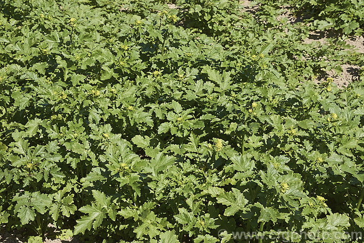 White Mustard (<i>Sinapis alba [syn. Brassica alba]), an annual native to Europe and the Mediterranean region. It is primarily grown as a cover crop and a green manure but also produces the by-product of mustard seed.