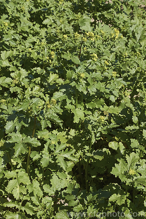 White Mustard (<i>Sinapis alba [syn. Brassica alba]), an annual native to Europe and the Mediterranean region. It is primarily grown as a cover crop and a green manure but also produces the by-product of mustard seed.