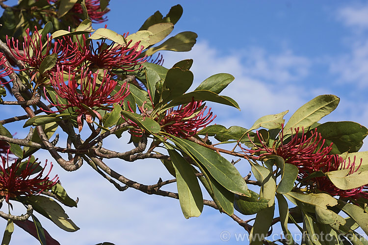 Tasmanian. Waratah (<i>Telopea truncata</i>), an evergreen shrub or small tree up to 8m tall It is native to moist hill areas of Tasmania and its flowerheads open from late spring. Order: Proteales, Family: Proteaceae
