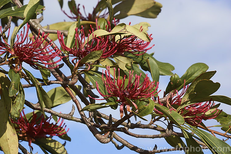 Tasmanian. Waratah (<i>Telopea truncata</i>), an evergreen shrub or small tree up to 8m tall It is native to moist hill areas of Tasmania and its flowerheads open from late spring. Order: Proteales, Family: Proteaceae