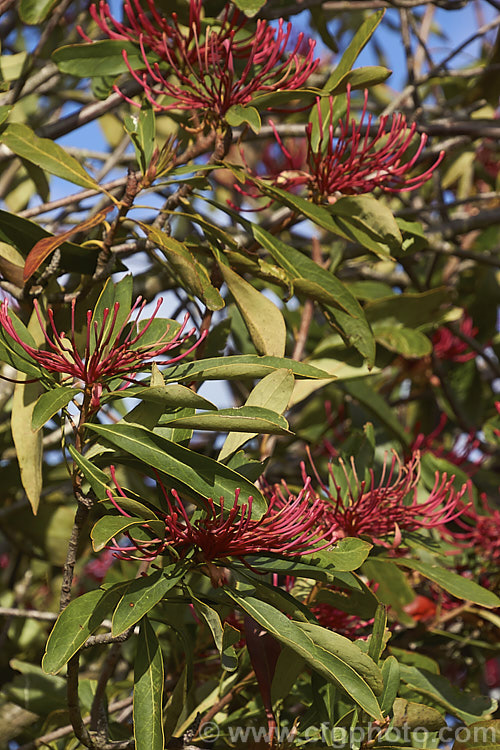 Tasmanian. Waratah (<i>Telopea truncata</i>), an evergreen shrub or small tree up to 8m tall It is native to moist hill areas of Tasmania and its flowerheads open from late spring. Order: Proteales, Family: Proteaceae
