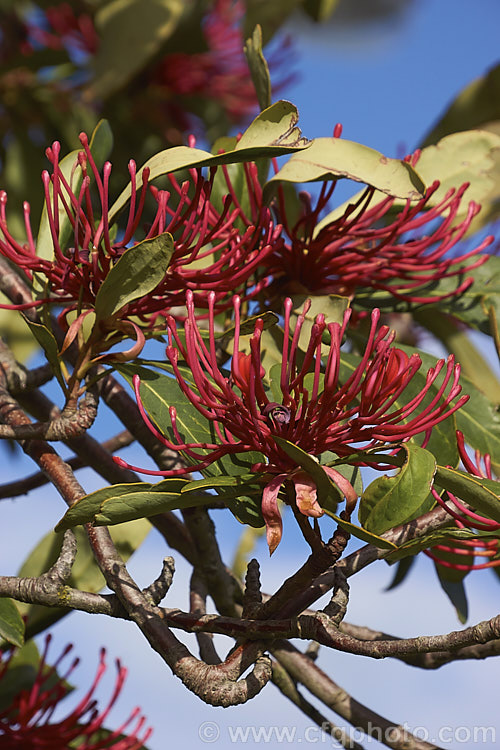 Tasmanian. Waratah (<i>Telopea truncata</i>), an evergreen shrub or small tree up to 8m tall It is native to moist hill areas of Tasmania and its flowerheads open from late spring. Order: Proteales, Family: Proteaceae