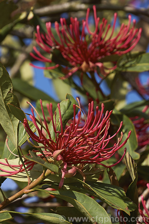 Tasmanian. Waratah (<i>Telopea truncata</i>), an evergreen shrub or small tree up to 8m tall It is native to moist hill areas of Tasmania and its flowerheads open from late spring. Order: Proteales, Family: Proteaceae