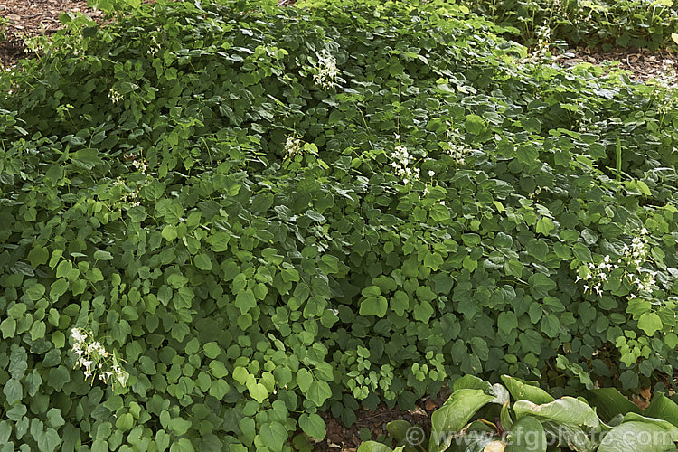 Vancouveria hexandra, a late spring- to early summer-flowering woodland perennial native to the west coast of the United States. It is often cultivated in shaded rockeries. vancouveria-3381htm'>Vancouveria. Order: Ranunculales, Family: Berberidaceae