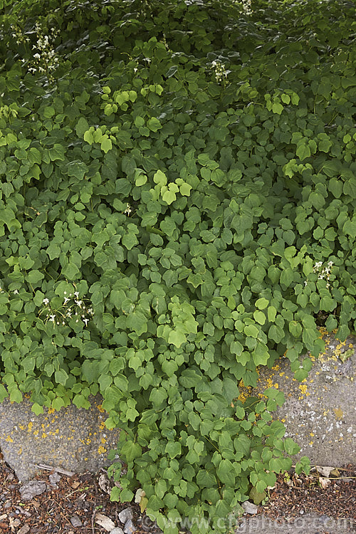 Vancouveria hexandra, a late spring- to early summer-flowering woodland perennial native to the west coast of the United States. It is often cultivated in shaded rockeries. vancouveria-3381htm'>Vancouveria. Order: Ranunculales, Family: Berberidaceae