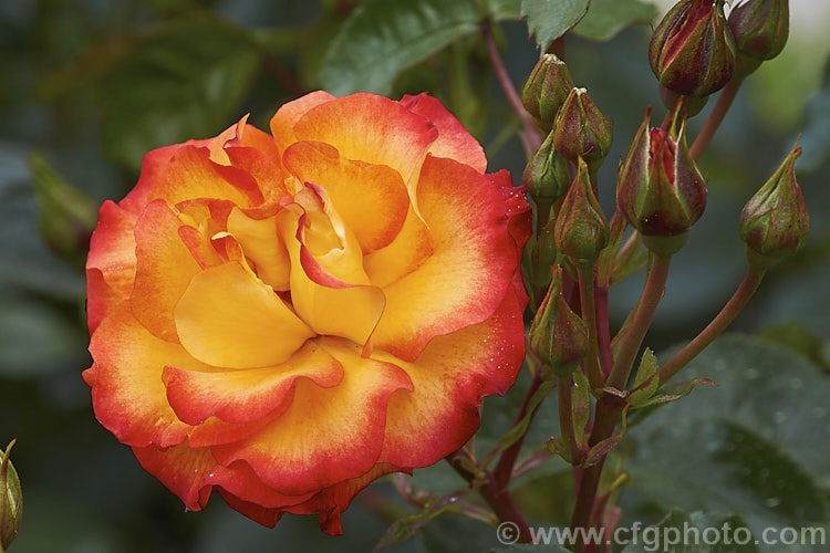Rosa 'Wildcat', a 12m tall Floribunda rose with orange and gold flower reminiscent of 'Playboy'. Raised by Dickson of Northern Ireland around 2008. Order: Rosales, Family: Rosaceae