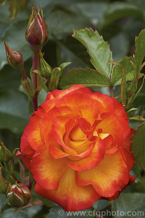 Rosa 'Wildcat', a 12m tall Floribunda rose with orange and gold flower reminiscent of 'Playboy'. Raised by Dickson of Northern Ireland around 2008. Order: Rosales, Family: Rosaceae