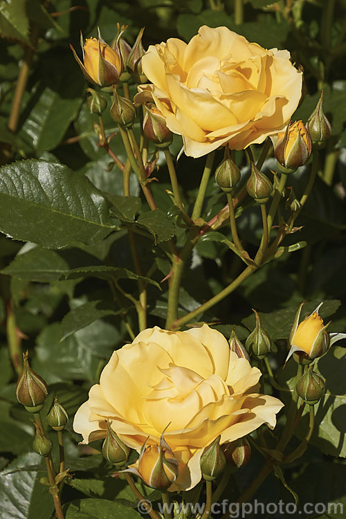 Rosa 'Absolutely. Fabulous' (syns 'Julia Child', 'Soul Mate' [seedling x 'Top. Notch']), a Cluster-flowered (<i>Floribunda</i>) bush rose raised in 2004 by Carruth of the United States. It has old-style flowers reminiscent of a David Austin rose and grows to around 1m tall. Order: Rosales, Family: Rosaceae