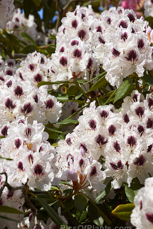 <i>Rhododendron</i> 'Sappho' (parentage unknown</i>), a dark-leaved, vigorous 2-3.5m tall shrub with strikingly contrasting flower colours. It is an old hybrid that dates from before 1847. Order: Ericales, Family: Ericaceae