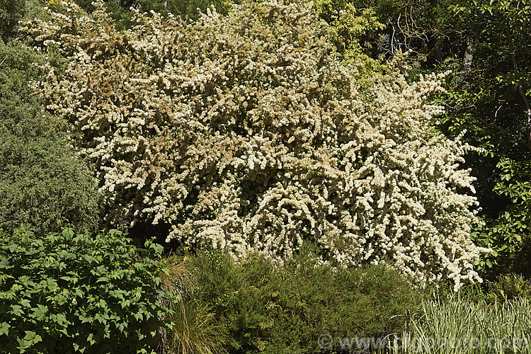 A very large old specimen of Nepalese. Firethorn or Himalayan Firethorn (<i>Pyracantha crenulata</i>), an evergreen shrub or small tree to 6m tall In spring it is smothered in creamy white flowers that are followed by cherry red fruits