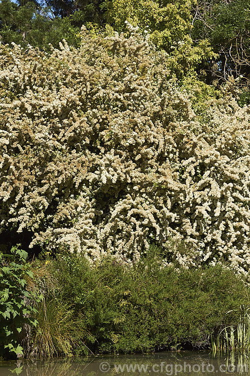 A very large old specimen of Nepalese. Firethorn or Himalayan Firethorn (<i>Pyracantha crenulata</i>), an evergreen shrub or small tree to 6m tall In spring it is smothered in creamy white flowers that are followed by cherry red fruits