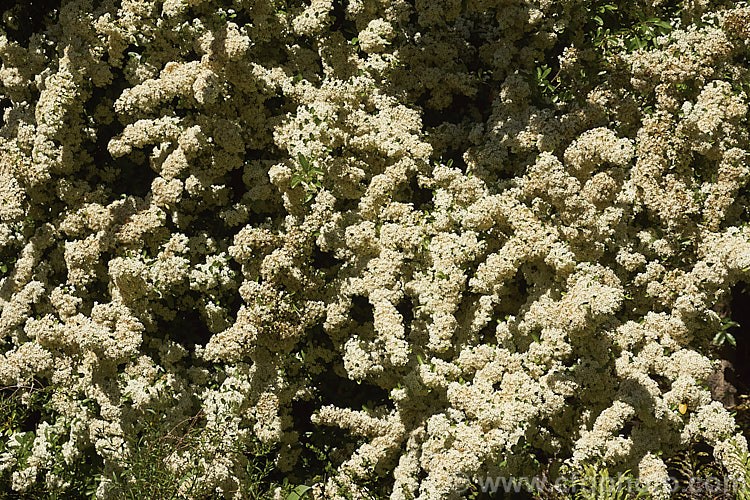 Nepalese. Firethorn or Himalayan Firethorn (<i>Pyracantha crenulata</i>), an evergreen shrub or small tree to 6m tall In spring it is smothered in creamy white flowers that are followed by cherry red fruits
