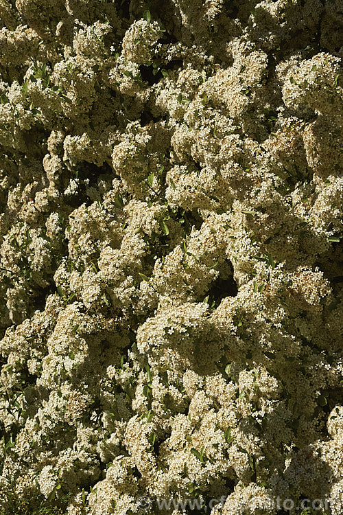 Nepalese. Firethorn or Himalayan Firethorn (<i>Pyracantha crenulata</i>), an evergreen shrub or small tree to 6m tall In spring it is smothered in creamy white flowers that are followed by cherry red fruits