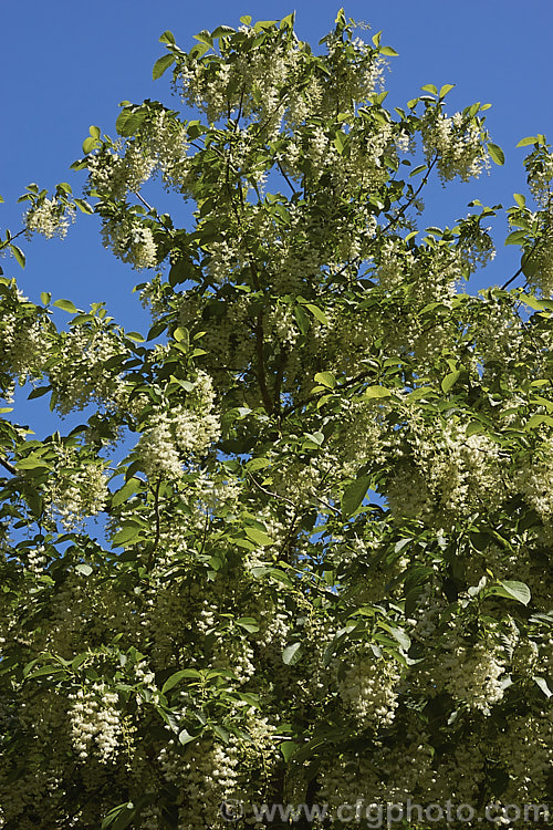 Epaulette. Tree (<i>Pterostyrax hispida</i>), a deciduous tree so named because the flowers hang down like the braid on fancy military epaulettes. This late spring-flowering tree is a native of China and Japan. pterostyrax-2765htm'>Pterostyrax. <a href='styracaceae-plant-family-photoshtml'>Styracaceae</a>.