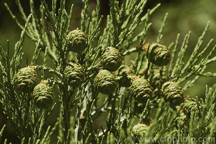 The young cones of the Giant Sequoia, Big. Tree or Sierra Redwood (<i>Sequoiadendron giganteum</i>), the world's largest tree by volume, this Californian conifer is capable of reaching nearly 100m tall sequoiadendron-2495htm'>Sequoiadendron. Order: Pinales, Family: Cupressaceae