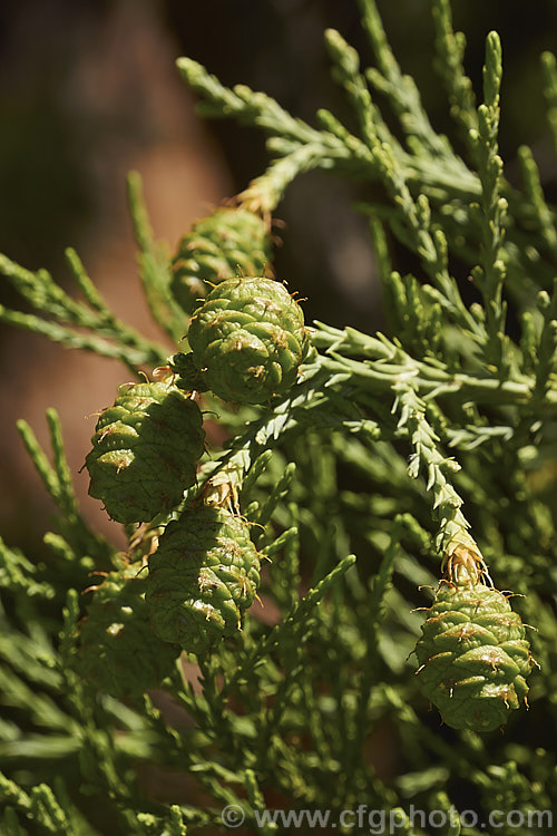 The young cones of the Giant Sequoia, Big. Tree or Sierra Redwood (<i>Sequoiadendron giganteum</i>), the world's largest tree by volume, this Californian conifer is capable of reaching nearly 100m tall sequoiadendron-2495htm'>Sequoiadendron. Order: Pinales, Family: Cupressaceae