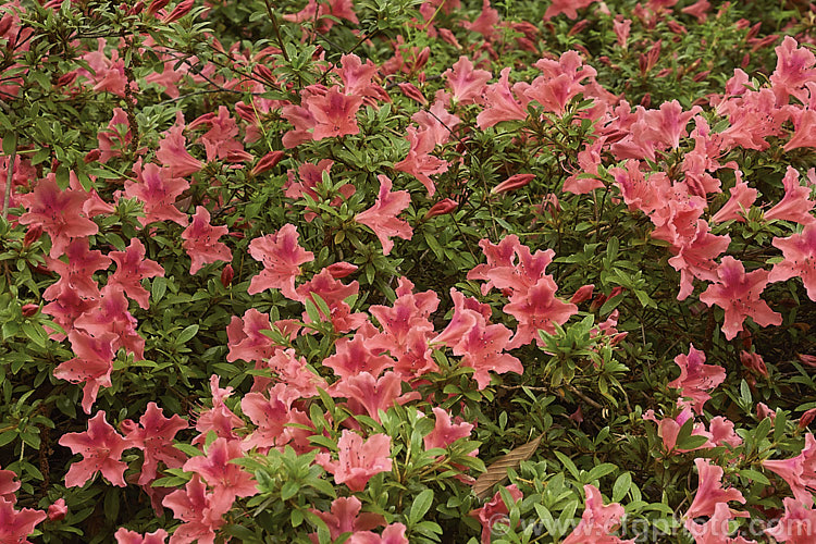 Rhododendron (evergreen azalea</i>) 'Michael. Hill', a low, spreading, late-flowering groundcover style shrub raised by Polly. Hill of the United States. It is one of the group known as North Tisbury hybrids produced in the 1960s and 70s