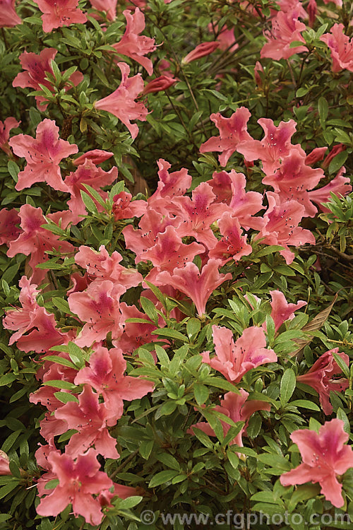 Rhododendron (evergreen azalea</i>) 'Michael. Hill', a low, spreading, late-flowering groundcover style shrub raised by Polly. Hill of the United States. It is one of the group known as North Tisbury hybrids produced in the 1960s and 70s