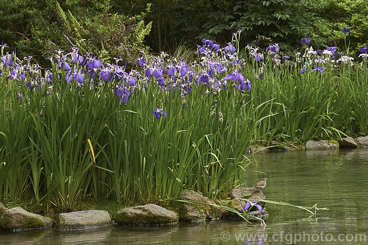 Japanese Iris (<i>Iris ensata [syn. Iris kaempferi]), a rhizomatous perennial native to Japan, northern China and eastern Russia. It flowers from late spring and generally grows best in permanently damp soil.