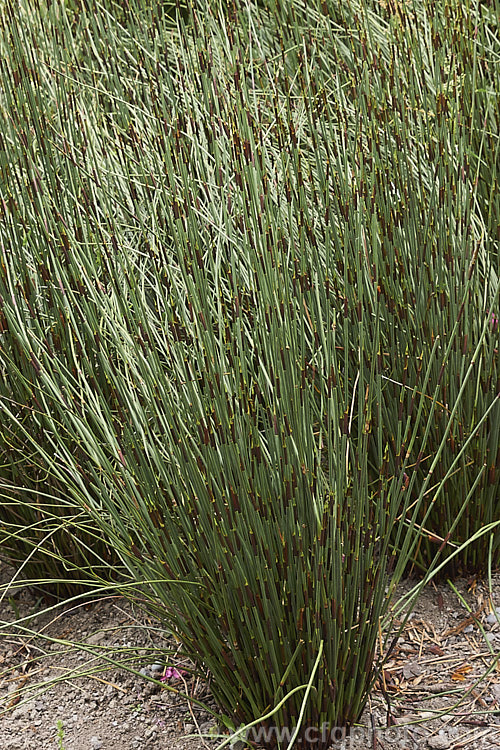 Small. Cape. Rush (<i>Elegia tectorum [syns. Chondropetalum tectorum, Restio tectorum]), a clump-forming, 60-100cm tall rush-like plant native to South Africa. It closely resembles a Horsetail (<i>Equisetum</i>) in appearance, but is not closely related to them.