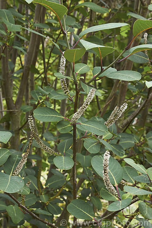Magnolia-leaf Willow or Magnificent. Willow (<i>Salix magnifica</i>), a deciduous shrub or small tree found in Sichuan, China at elevations of 2100-300m. It can grow to over 6m tall and has red-stemmed blue-green leaves 10-25cm long. Male and female catkins occur on separate trees and when ready to shed their seeds the female catkins are up to 25cm long. Order: Malpighiales, Family: Salicaceae