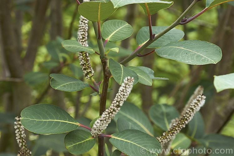 Magnolia-leaf Willow or Magnificent. Willow (<i>Salix magnifica</i>), a deciduous shrub or small tree found in Sichuan, China at elevations of 2100-300m. It can grow to over 6m tall and has red-stemmed blue-green leaves 10-25cm long. Male and female catkins occur on separate trees and when ready to shed their seeds the female catkins are up to 25cm long. Order: Malpighiales, Family: Salicaceae