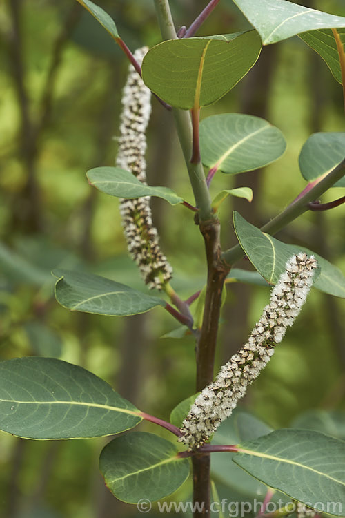 Magnolia-leaf Willow or Magnificent. Willow (<i>Salix magnifica</i>), a deciduous shrub or small tree found in Sichuan, China at elevations of 2100-300m. It can grow to over 6m tall and has red-stemmed blue-green leaves 10-25cm long. Male and female catkins occur on separate trees and when ready to shed their seeds the female catkins are up to 25cm long. Order: Malpighiales, Family: Salicaceae