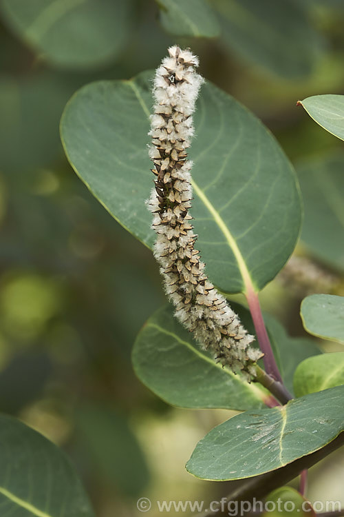 Magnolia-leaf Willow or Magnificent. Willow (<i>Salix magnifica</i>), a deciduous shrub or small tree found in Sichuan, China at elevations of 2100-300m. It can grow to over 6m tall and has red-stemmed blue-green leaves 10-25cm long. Male and female catkins occur on separate trees and when ready to shed their seeds the female catkins are up to 25cm long. Order: Malpighiales, Family: Salicaceae