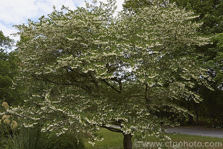 Japanese Snowbell or Japanese Styrax (<i>Styrax japonicum</i>), a late spring- to early summer-flowering deciduous tree or large shrub native to Japan and nearby parts of China. Order: Ericales, Family: Styracaceae