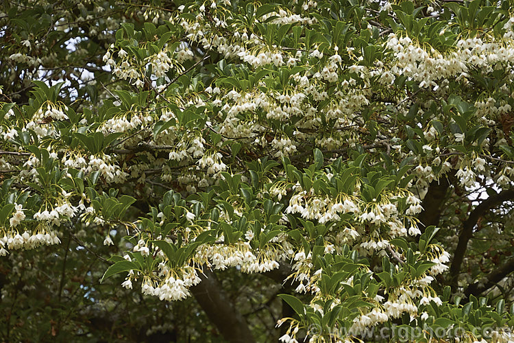Japanese Snowbell or Japanese Styrax (<i>Styrax japonicum</i>), a late spring- to early summer-flowering deciduous tree or large shrub native to Japan and nearby parts of China. Order: Ericales, Family: Styracaceae