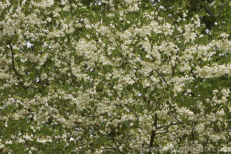 Japanese Snowbell or Japanese Styrax (<i>Styrax japonicum</i>), a late spring- to early summer-flowering deciduous tree or large shrub native to Japan and nearby parts of China. Order: Ericales, Family: Styracaceae