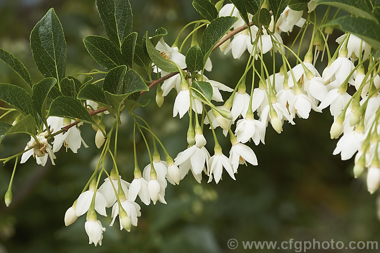 Japanese Snowbell or Japanese Styrax (<i>Styrax japonicum</i>), a late spring- to early summer-flowering deciduous tree or large shrub native to Japan and nearby parts of China. Order: Ericales, Family: Styracaceae