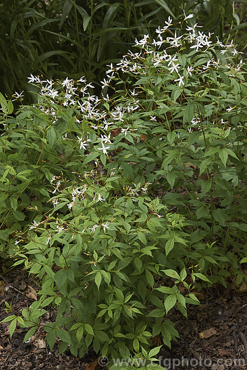 Bowman's Root or Indian. Physic (<i>Spiraea trifolia [syns. Gillenia trifoliata, Porteranthus trifoliata]), an early-summer- flowering perennial native to eastern and central North America. It grows to around 1m high and wide and was used extensively as a medicinal plant by nativeAmericans. spiraea-3326htm'>Spiraea.