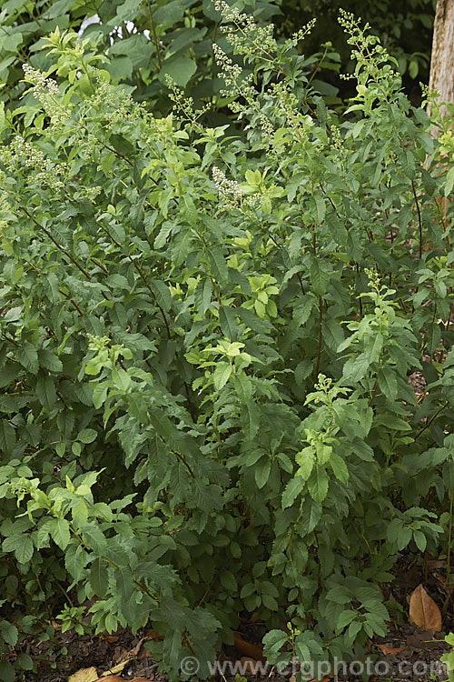 White Meadowsweet or Pale. Bridewort (<i>Spiraea alba</i>), an early summer-flowering deciduous shrub found naturally in the Allegheny. Mountains of eastern North America. It can grow to over 2m high and wide but is usually considerably smaller in cultivation. spiraea-3326htm'>Spiraea.