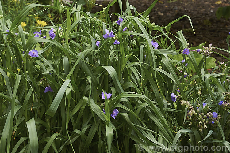 Tradescantia virginiana, a vigorous, 30-60cm tall, late spring- to summer-flowering perennial native to eastern North America. tradescantia-3363htm'>Tradescantia. <a href='commelinaceae-plant-family-photoshtml'>Commelinaceae</a>.